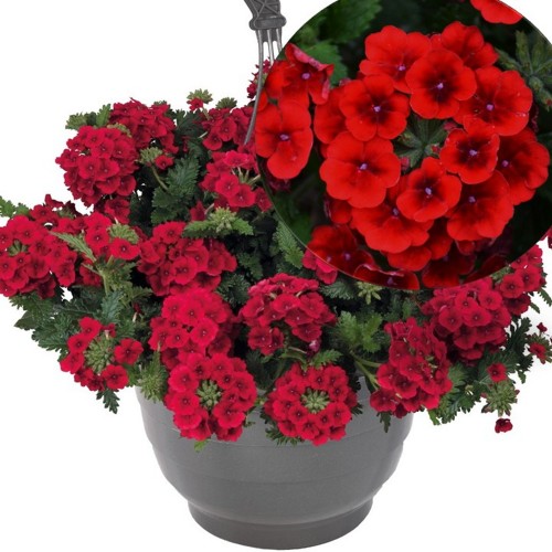 Verbena 'Empress® Sun Red' - Aed-raudürt 'Empress® Sun Red' P9/0,55L